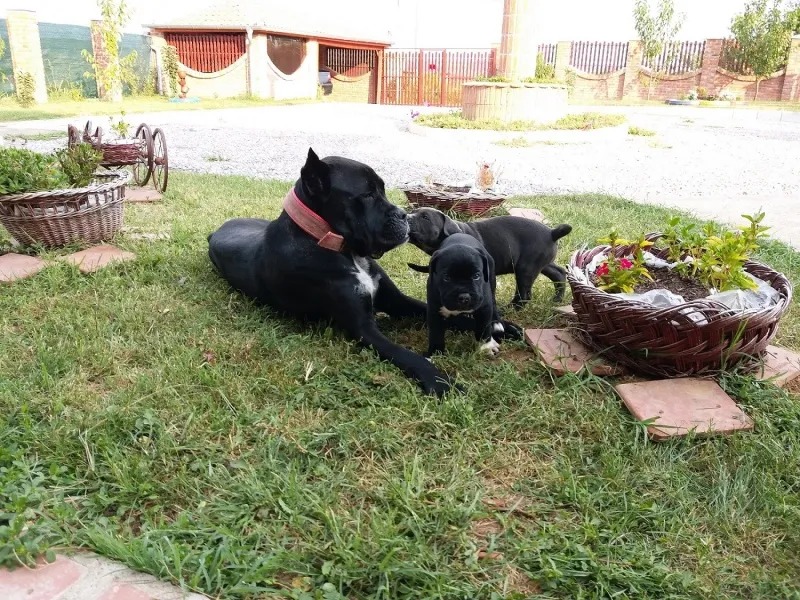 Cane Corco odlični štenci 