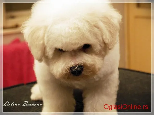 Bichon  Frise prelepe bebe na prodaju