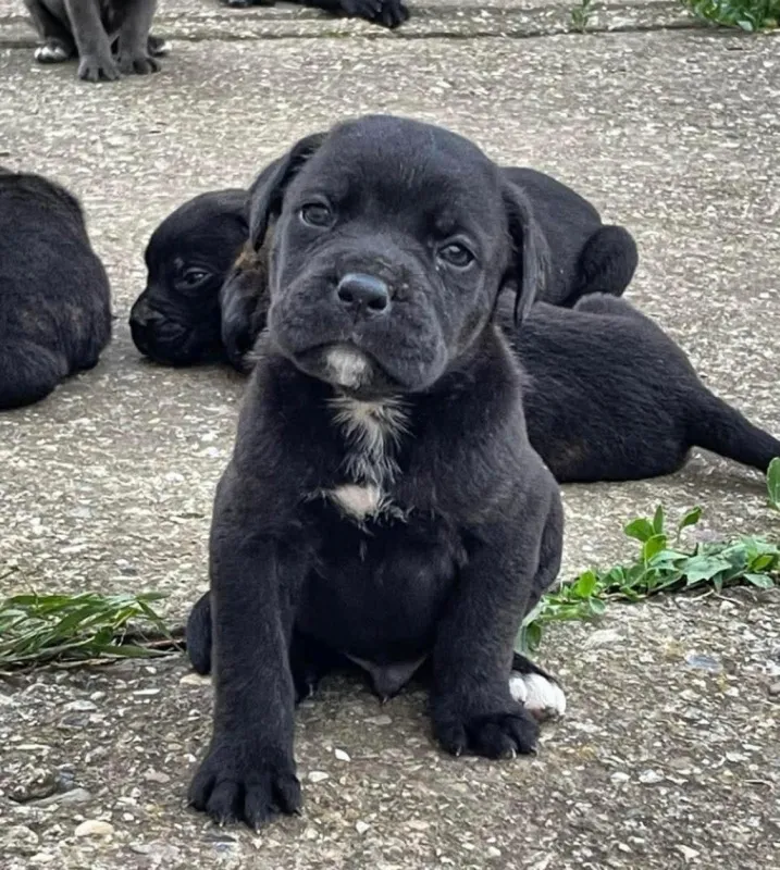 Štenci Cane Corso