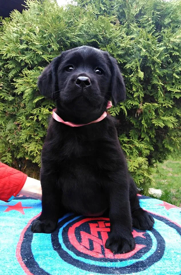 Izložbena štenad labrador retrivera - odgajivačnica Astorela