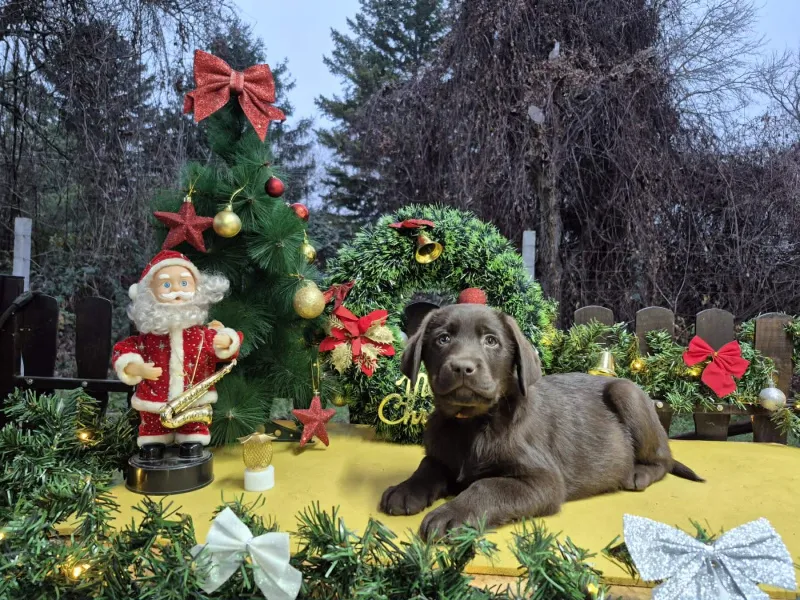 Labrador retriver čokoladni štenci