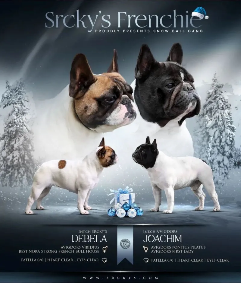 Francuski buldog štenci egzotične plave boje