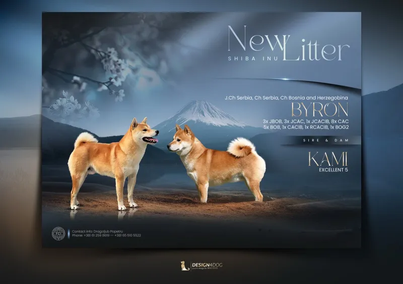 Šampionsko leglo Shiba inu
