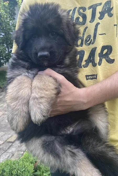 Nemački ovčar