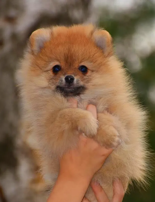 Pomeranac-Nemački Patuljasti Špic