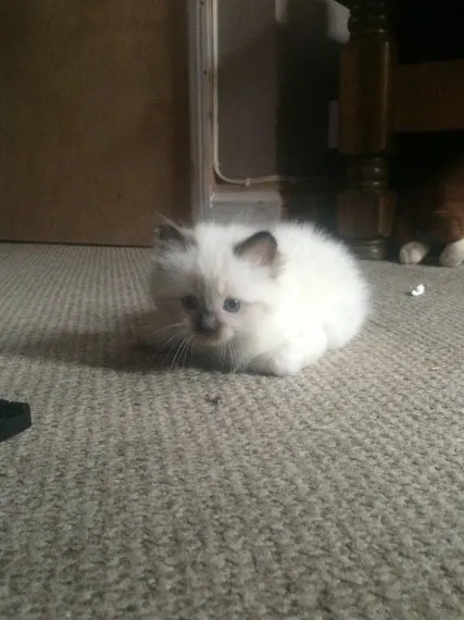 ženski Blue Point Ragdoll (spreman)