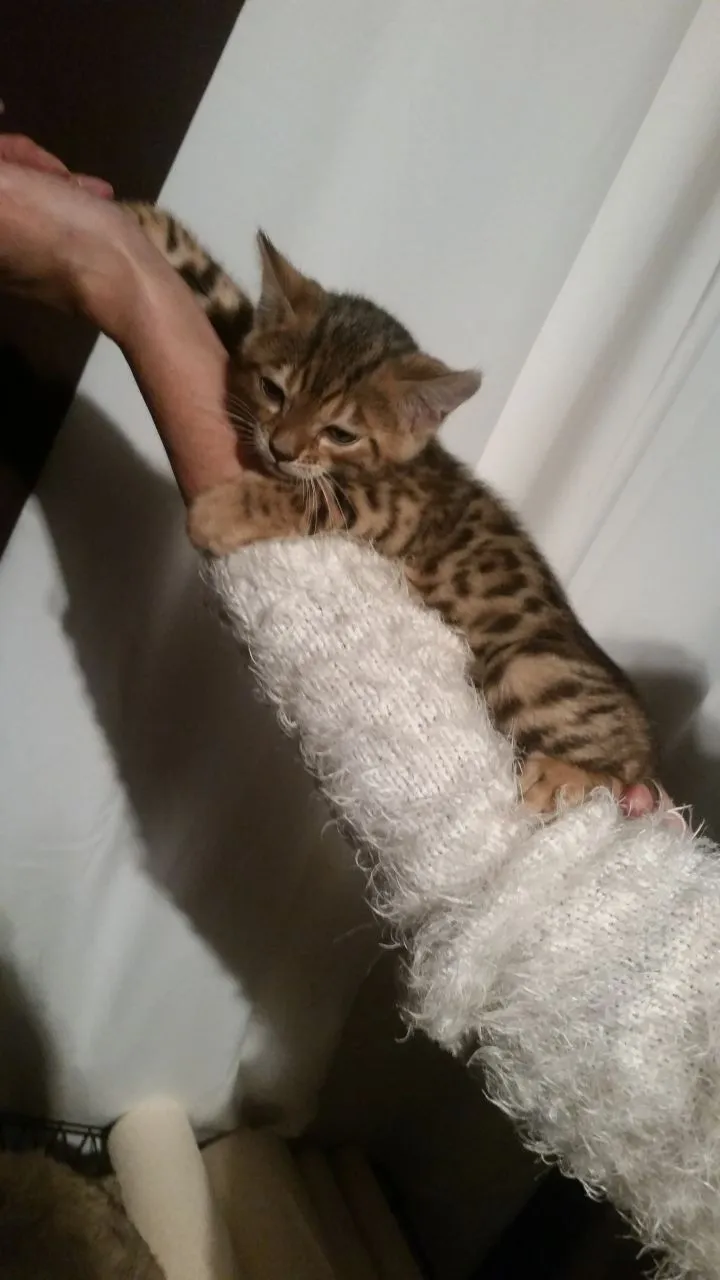 Tapetama Bengal Bebe