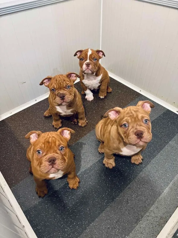 American bully micro size (exotic) stenci