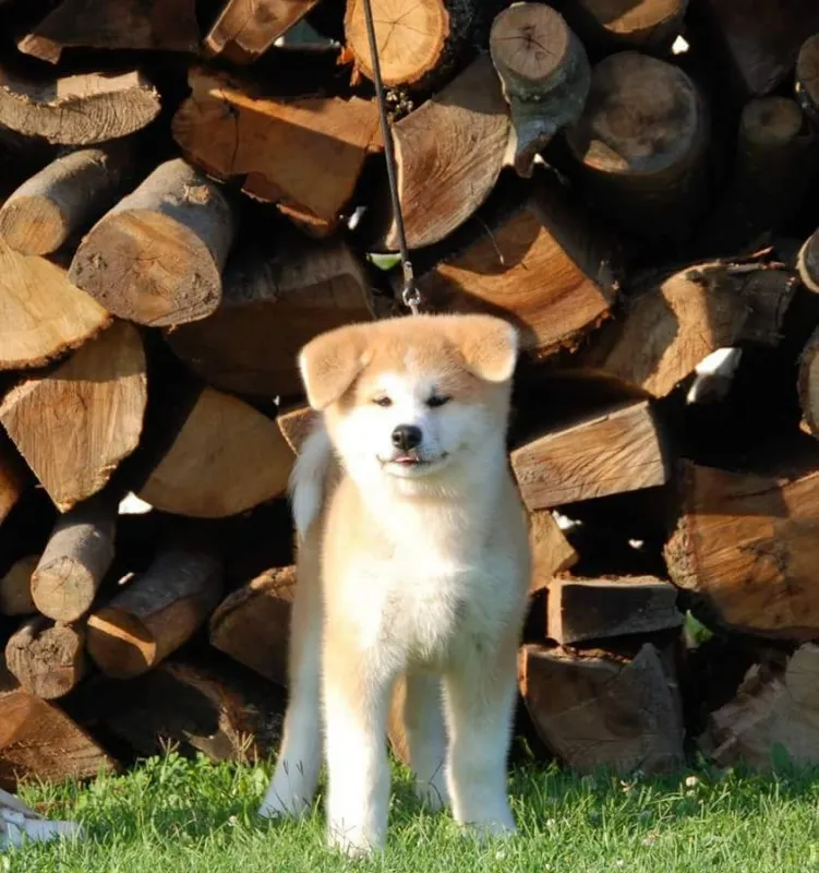Japanska Akita-Akita inu štenci