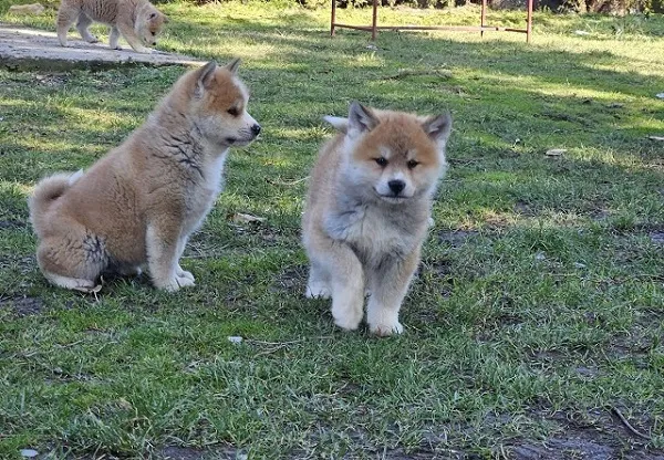 Japanska Akita