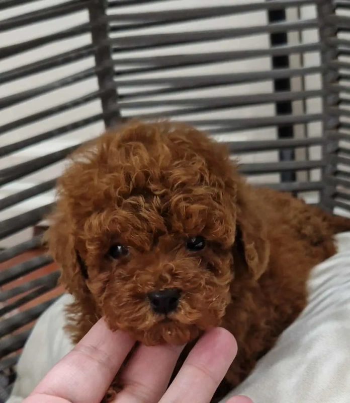Pudle toy I teacup