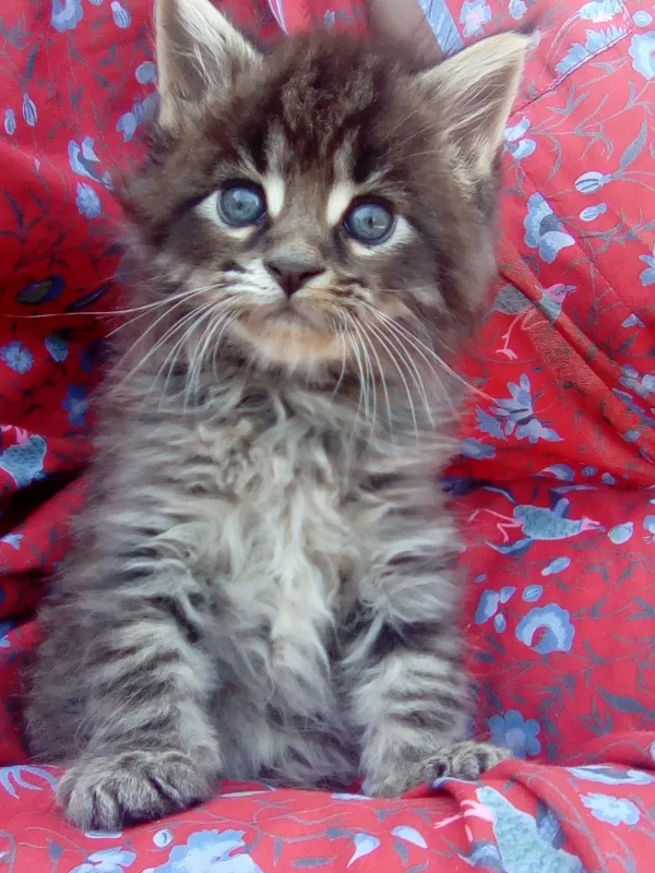 Maine coon maca