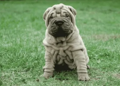  Mops i Šar pei
