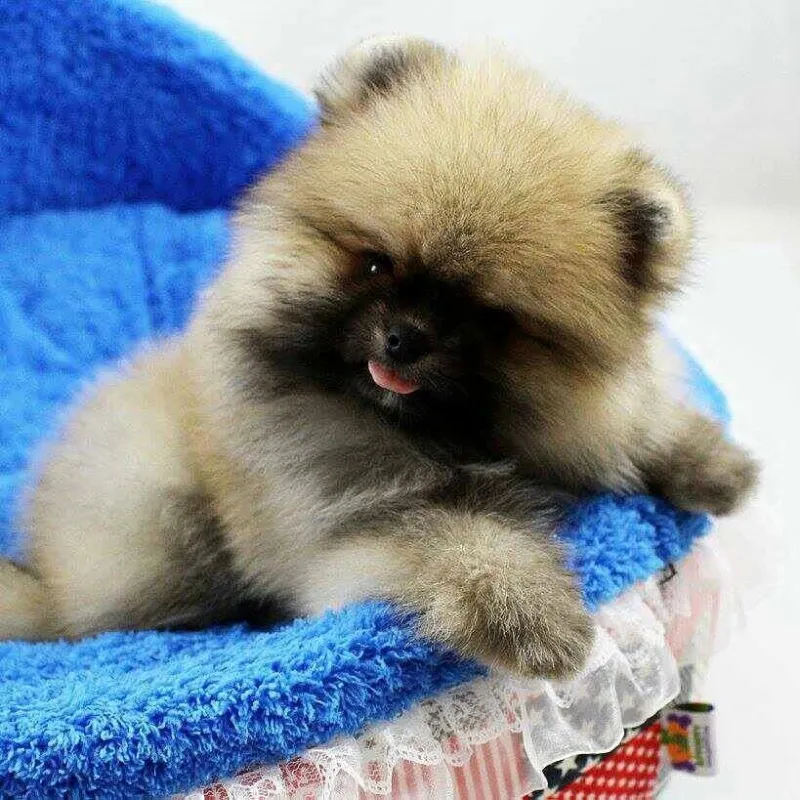 Boo - pomeranski špic štenci
