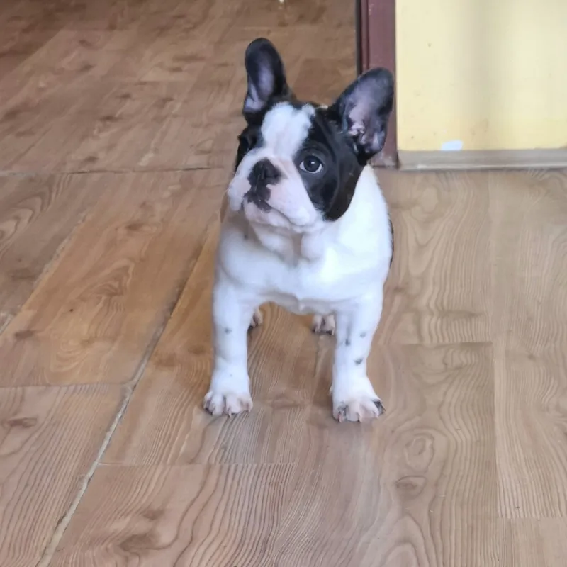Francuski Buldog štenci