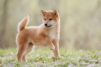 Akita inu i Shiba Inu