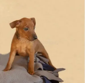 Doberman i Patuljasti pinc