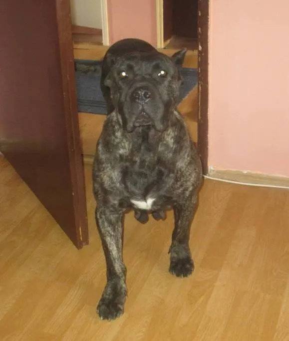 Dogo Canario stenci