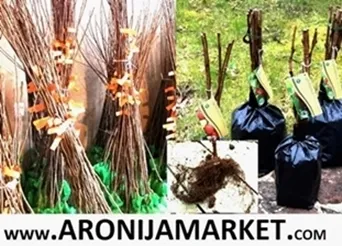 Sadnice borovnice, sadnice aronije, sadnice lesnika, sadnice kalemljenog oraha, 