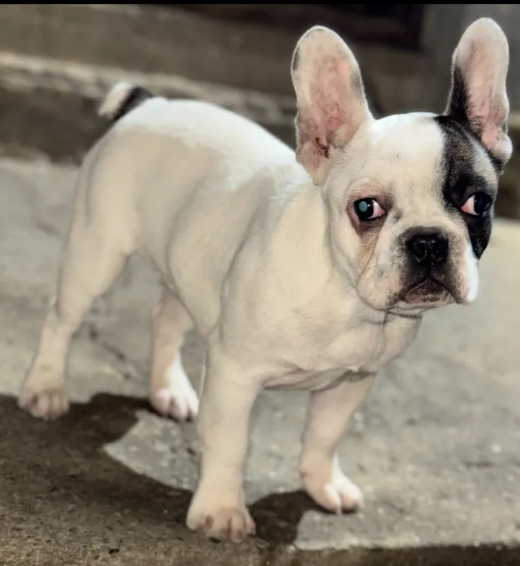 Francuski buldog