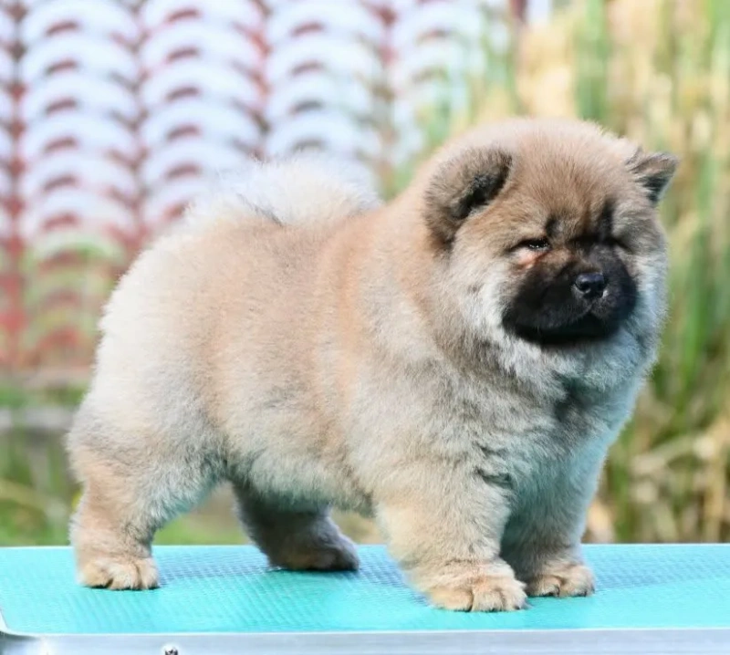 Chow Chow Čau Čau štenci