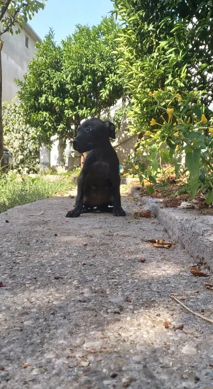 Prodajem štene pitbula