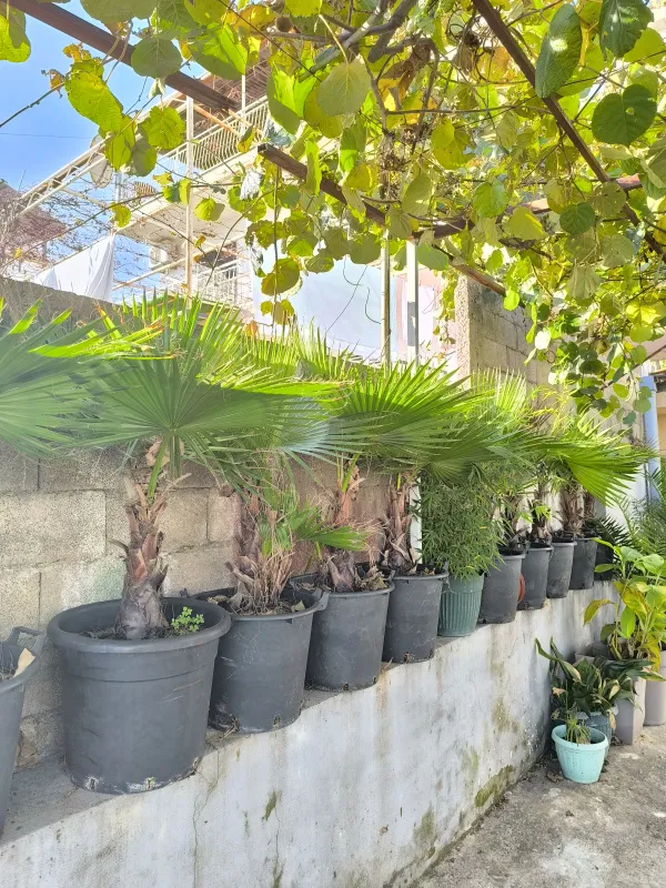Palme