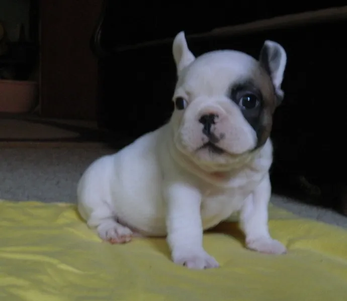 francuski buldog