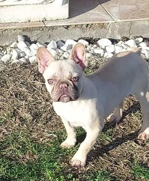 Francuski buldog muško štene 
