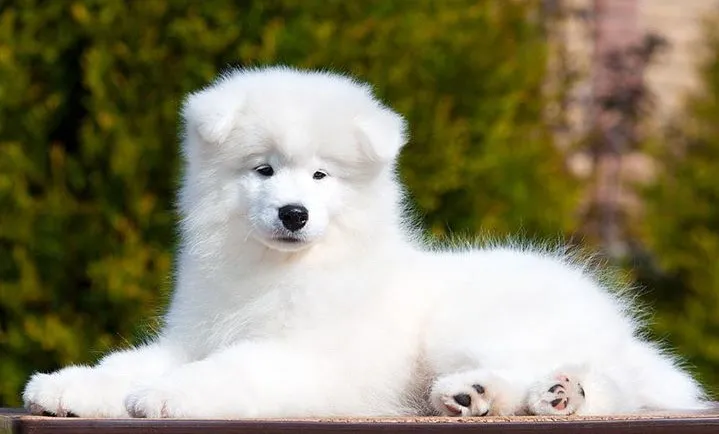 Samojed i sibirski haski stenci na prodaju