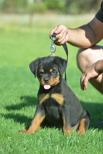Rotvajler i doberman stenci na prodaju