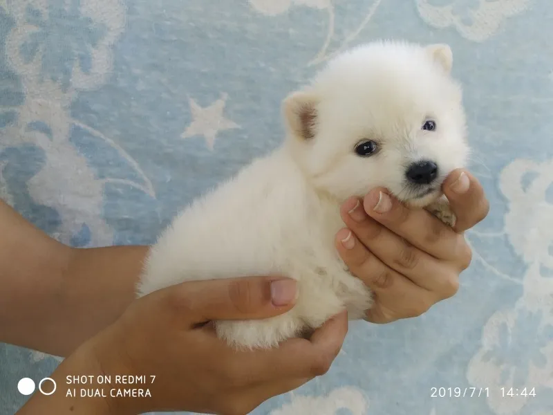 Pomeranac