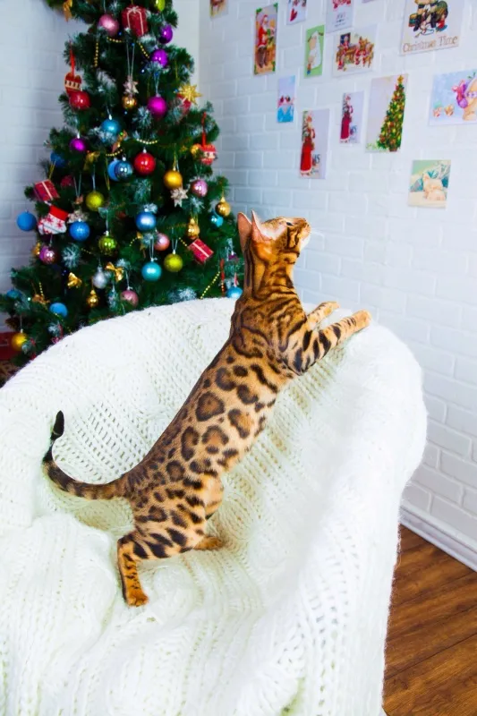 Bengalski macici