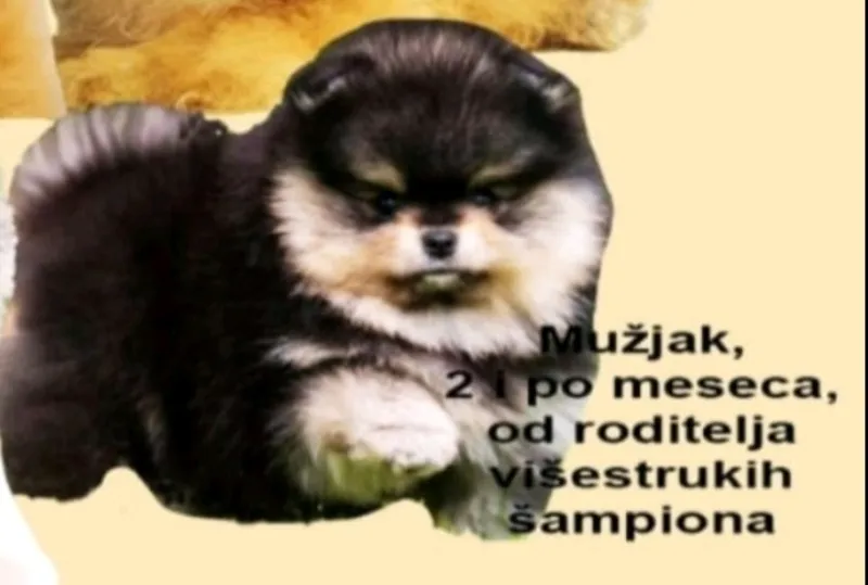 Pomeranci štenad BOO čistokrvni EU papiri
