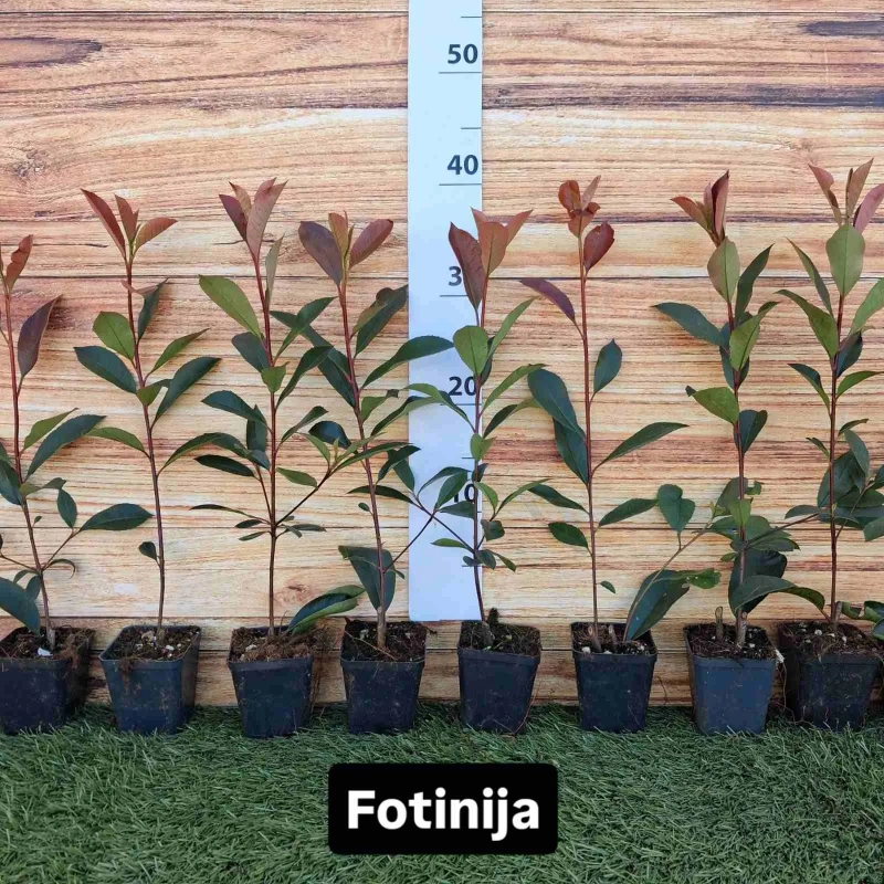 Fotinija - Crvena živa ograda