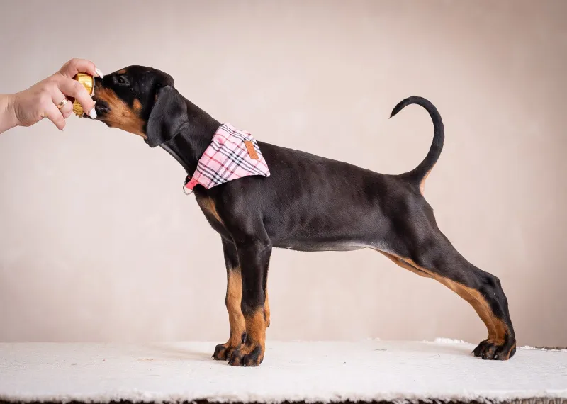 Doberman štenci