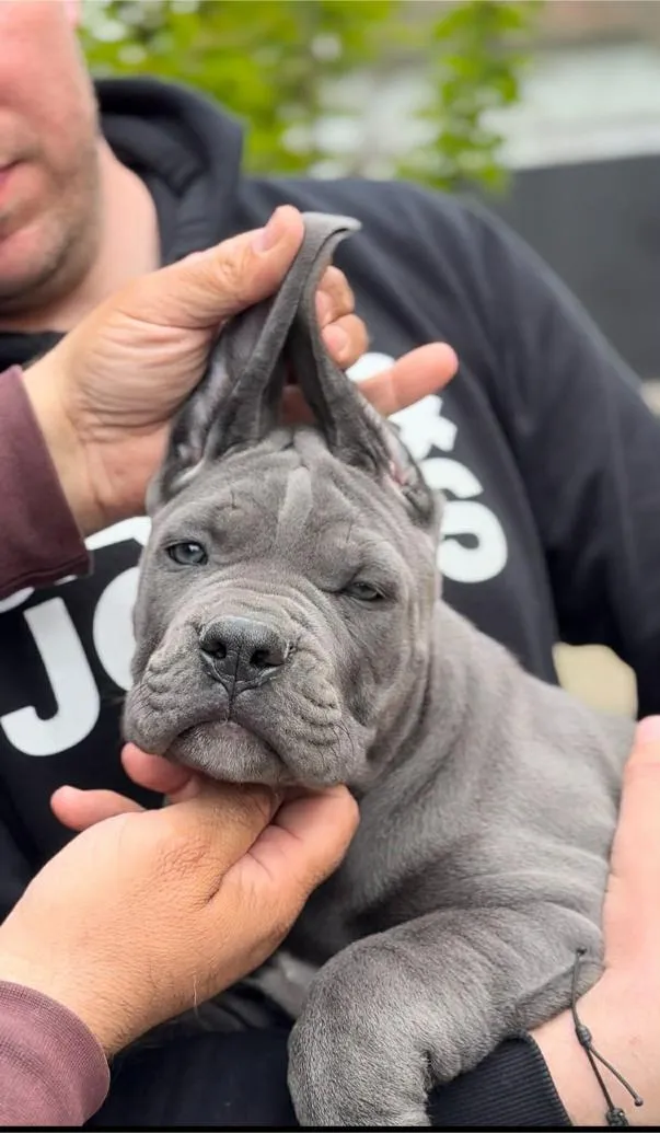 Cane Corso TOP štenci