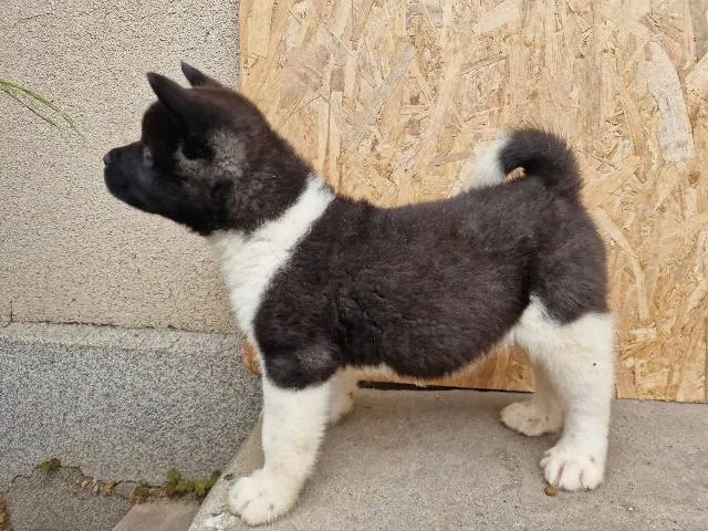 Američka Akita štenci