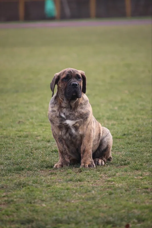 Presa Canario prelepi štenci