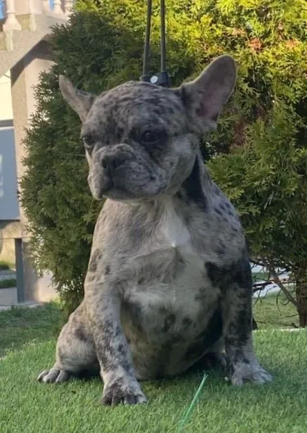 Francuski buldog prelepe zenke