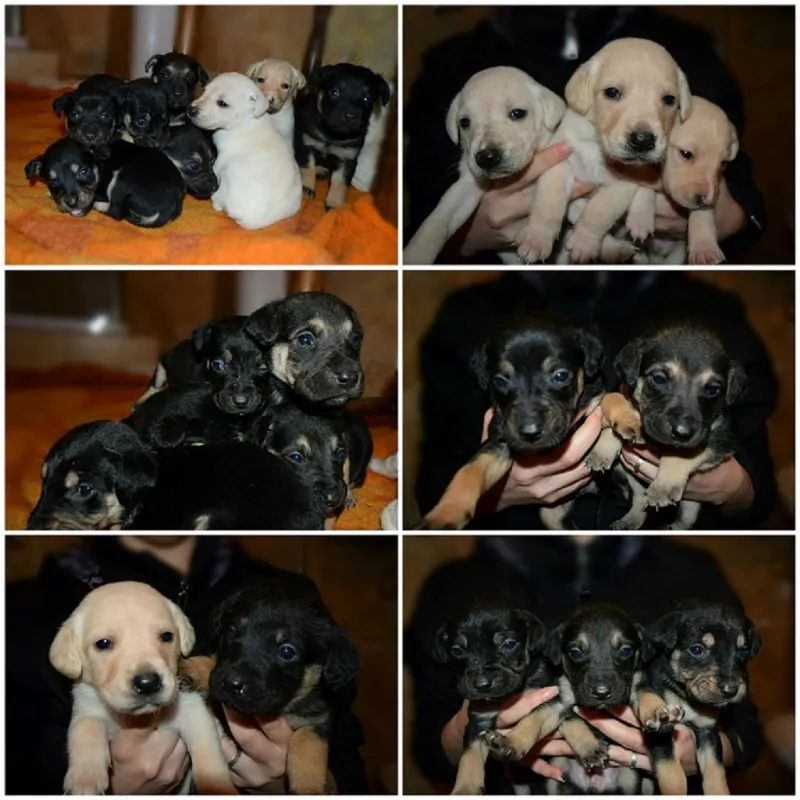Poklanjam Kuce