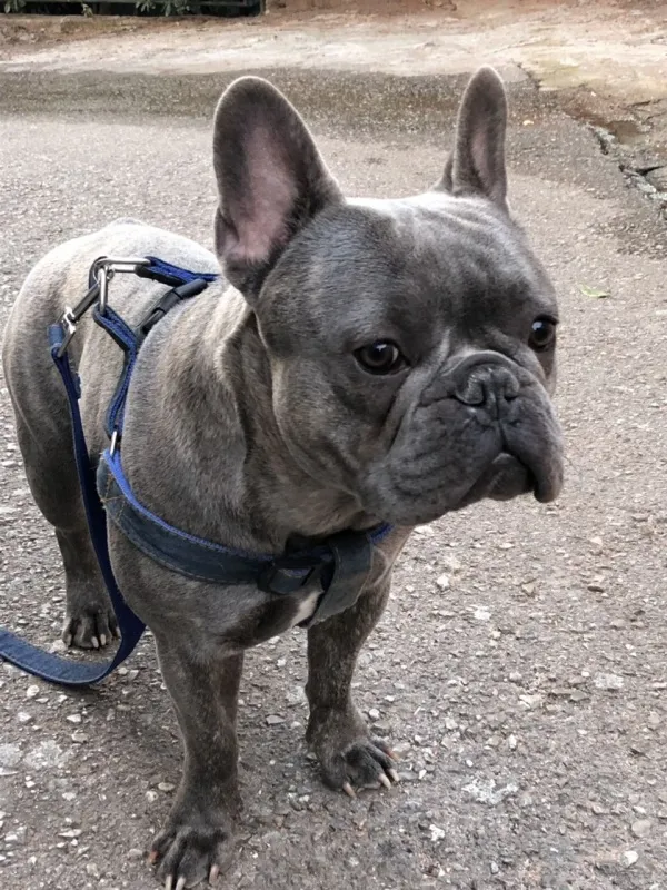 Parenje pasa - rase francuski buldog 