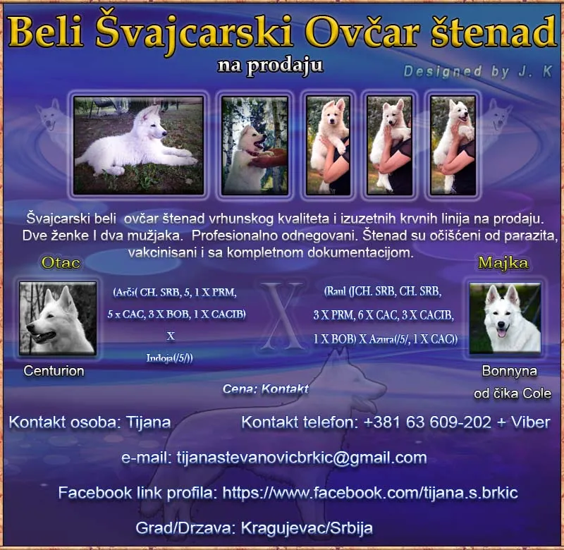  Beli Švajcarski ovčar