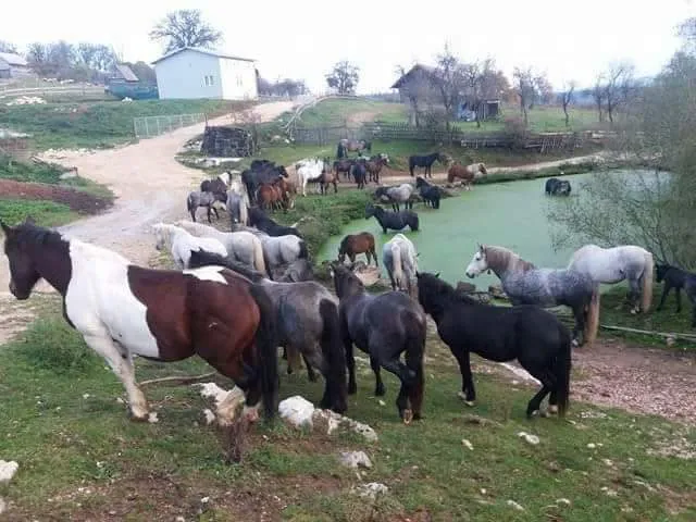 Predivni konji