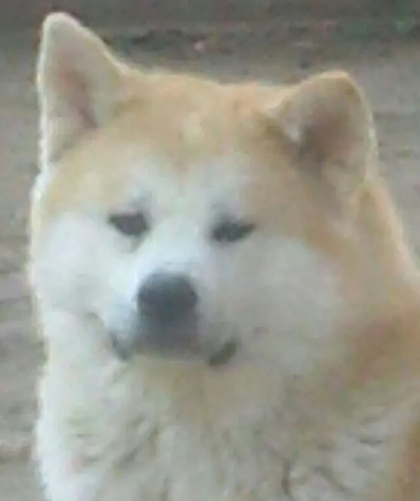 AKITA INU STENCI NA PRODAJU