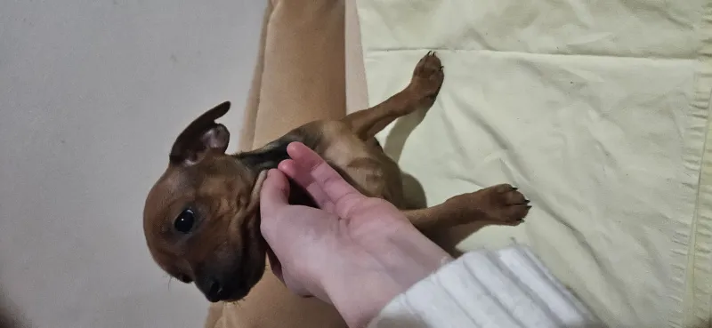 Stene Patuljastog pinca povoljno