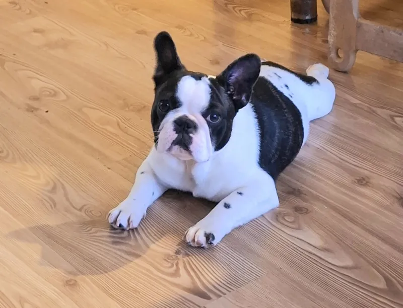 Francuski Buldog štenci