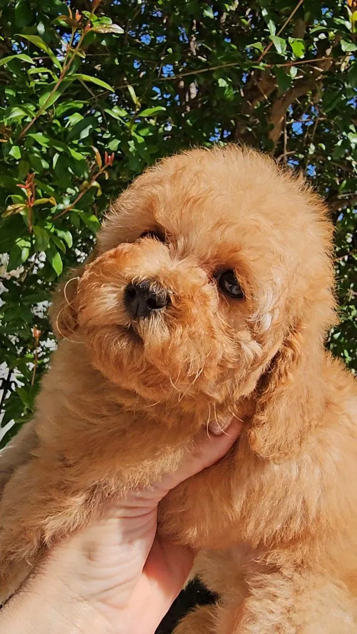 Lime - Toy Poodle male Apricot, garantovano sitni Toy od vrlo sitnih sampiona ro