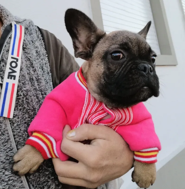 French bulldog 