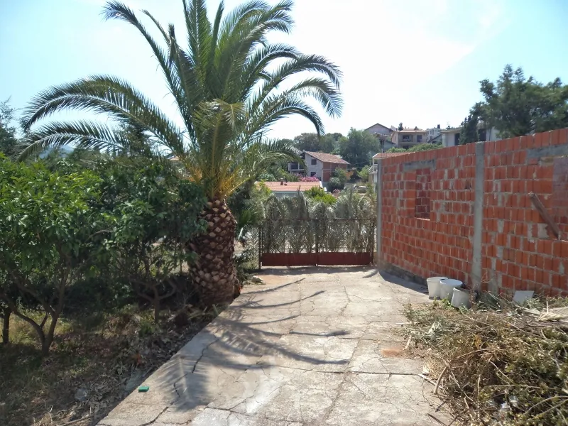 Stare palme Phoenix  canariensis